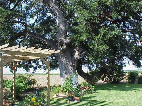 Wiemers Oak-recent